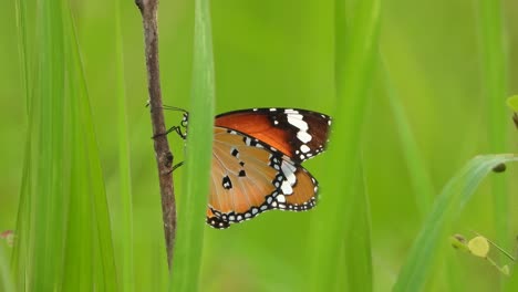 Butterfly---grass--green---pond