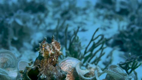 Oktopus-Steckt-Seinen-Kopf-In-Das-Kamerabild