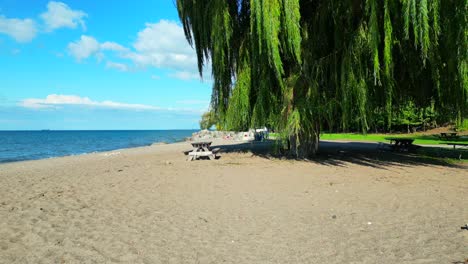 Empty-picnic-table-at-sandy-beach-under-weeping-willow-tree,-no-people-dolly