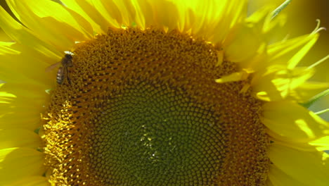 Close-up:-Bee-feeds-on-backlit-sunflower-bloom-on-breezy-sunny-day