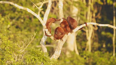 Troupe-of-Red-Howler-monkeys-sit-on-top-of-the-tree-basking-in-golden-sunlight
