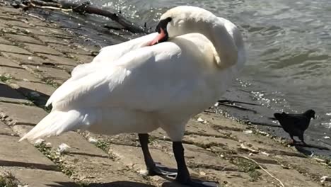 Slow-motion-of-beautiful-white-swan-resting-on-the-bank-of-Danube-river
