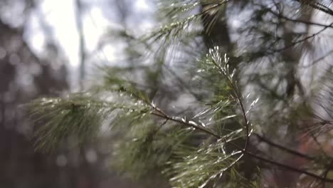 Pine-needles-blowing-in-the-wind-slow-motion