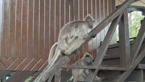 Macaques-sitting-on-a-wooden-staircase-in-a-National-park-in-the-rainforests-of-Borneo-SLOW-MOTION