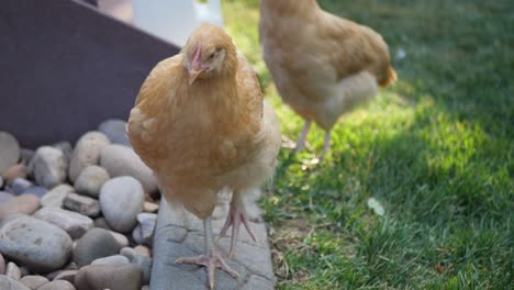 Hier-Haben-Wir-Ein-Paar-Schöne-Rote-Hühnerhühner,-Die-Gerade-Essen-Und-Durch-Den-Garten-Im-Hinterhof-Wandern