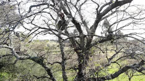 aerial-drone-video-of-a-tree-with-a-bird-nest-built-between-the-branches