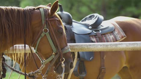 Horses-Tied-Up-at-Summer-Camp