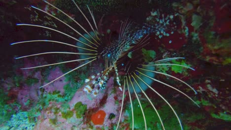 Close-up-of-broad-barred-firefish-aka-spotfin-lionfish-swimming-in-underwater-lagoon