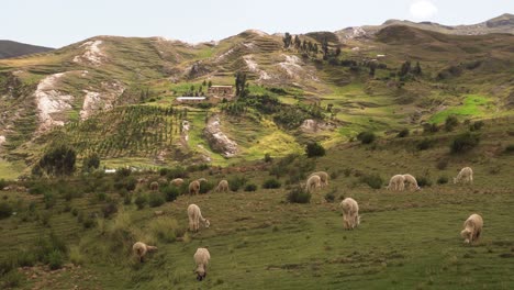 Grupo-De-Lindas-Alpacas-Y-Ovejas-En-Las-Montañas-De-Los-Andes-Peruanos