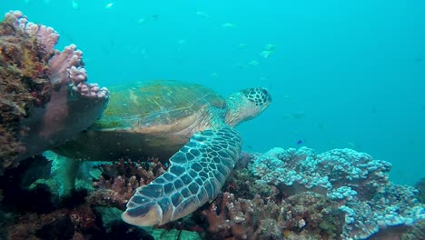 Ein-Unterwasservideo-Einer-Großen-Grünen-Meeresschildkröte,-Die-Auf-Einem-Farbenfrohen-Riff-Ruht