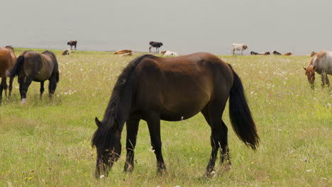 Young-stallion-waves-with-tail-while-eating-grass-on-lake-meadow