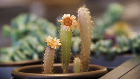 Focus-revealing-small-cactus-flower-in-a-vase