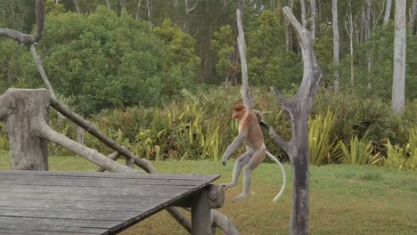 Proboscis-monkey-leaping-between-wooden-platforms-in-a-Borneo-national-park