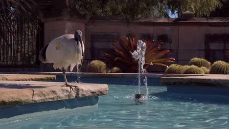A-labeled-Australian-White-Ibis-is-sunbathing-near-a-fountain
