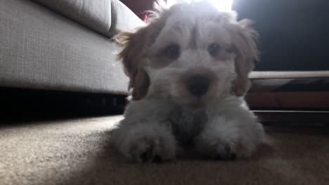 Slow-zoom-into-the-face-of-a-labradoodle-puppy-expressing-alertness