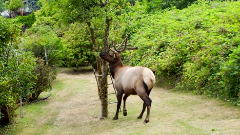Jumping-Elk-eating-fruit-of-tree-and-then-berries-in-a-small-town-yard