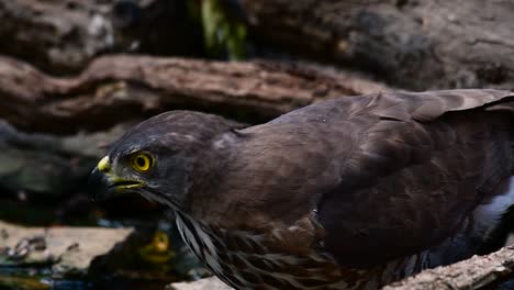 The-Crested-Goshawk-is-one-of-the-most-common-birds-of-prey-in-Asia-and-belonging-to-the-same-family-of-eagles,-harriers