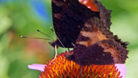 Extreme-close-up-macro-shot-of-two-orange-Small-tortoiseshell-butterflies-sitting-on-purple-coneflower-on-green-background