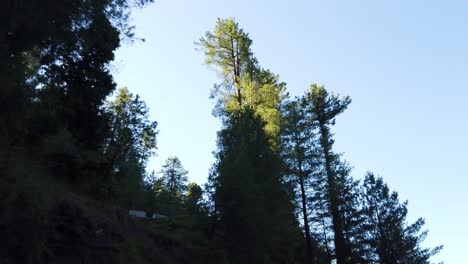 árboles-Largos-En-La-Cima-De-La-Montaña-En-Azad-Kashmir
