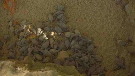 Erstaunliche-Aufnahmen-Von-Baby-Lederschildkröten-In-Einem-Gehege