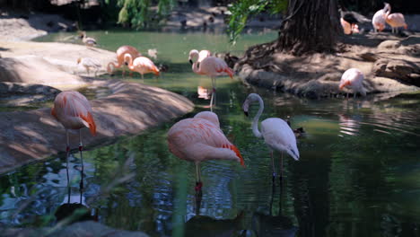Flamingos-and-ducks-hanging-out-by-the-pond-together