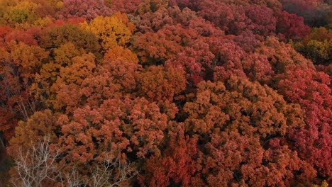 4k-Drohnenflug-Direkt-über-Schöne-Herbstbäume-Im-Herbst-4k-Illinois