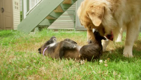 Puppy-lies-on-its-belly-in-backyard-while-father-examines