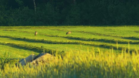 Two-common-crane-standing-on-a-fresh-mown-field-in-sunny-summer-evening,-medium-shot-from-a-distance