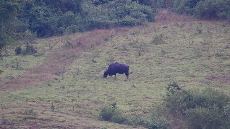 The-Gaur-or-the-Indian-Bison-is-a-massive-animal-as-the-largest-extant-bovine-found-in-the-South-and-Southeast-Asia-which-is-classified-as-Vulnerable-due-to-habitat-loss-and-hunting