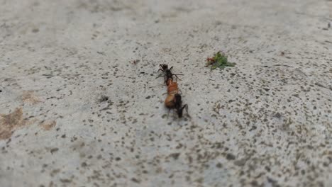 A-group-of-black-ants-are-fighting-for-insects-dead-bodies-that-will-be-used-as-food