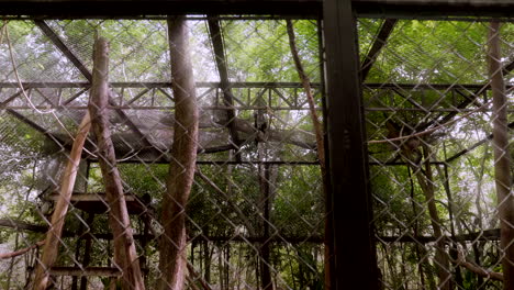 SPIDER-MONKEYS-IN-A-CAGE-IN-THE-MIDDLE-OF-THE-JUNGLE-IN-SOUTH-MEXICO