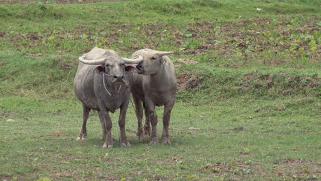 Zwei-Wasserbüffel-Auf-Einem-Feld-Beobachten-Die-Welt-Vorbeiziehen