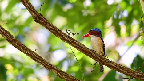 Un-Martín-Pescador-De-árboles-Y-Una-De-Las-Aves-Más-Hermosas-Que-Se-Encuentran-En-Tailandia-Dentro-De-Las-Selvas-Tropicales