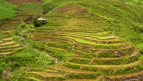 Luftaufnahme-Eines-Wunderschönen-Großen-Tals-Voller-Reisterrassen-In-Vietnam