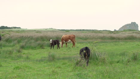 Calfs-with-their-mothers-grazing-on-a-pasture-at-Sixes-River-and-Cape-Blanco-at-the-Southern-Oregon-coast