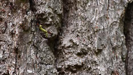 Ants-do-teamwork-with-worm-carrying-up-to-old-oak-tree-trunk