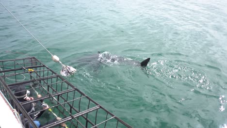 Tiburón-Blanco-Tratando-De-Comer-Cebo-Con-Buzos-En-Una-Jaula-Cercana-Mirando