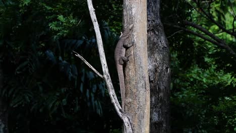 The-Clouded-Monitor-Lizard-is-found-in-Thailand-and-other-countries-in-Asia
