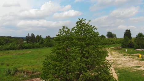 Boom-shot-of-a-birch-tree-and-green-meadow-in-pomeranian-district-in-Poland