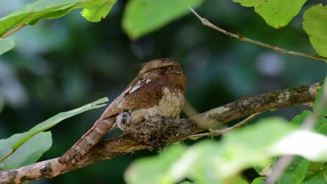 The-Javan-Frogmouth-or-Horsfield's-Frogmouth-is-found-in-Thailand-and-other-Asian-countries