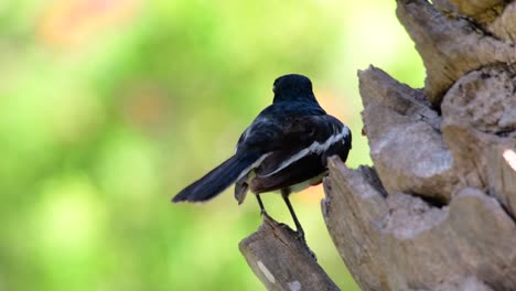 The-Oriental-magpie-robin-is-a-very-common-passerine-bird-in-Thailand-in-which-it-can-be-seen-anywhere