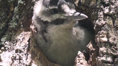 Makro-Des-Babyspechtvogels,-Der-Zwitschert,-Während-Er-Am-Eingang-Des-Nestes-Sitzt,-Gran-Canaria,-Kanarische-Inseln,-Sonniger-Tag