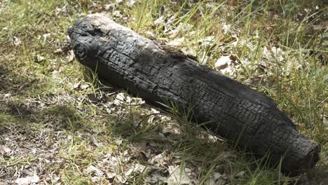 Burnt-log-in-the-middle-of-a-forest