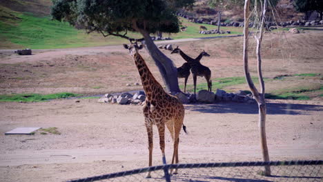 Eine-Junge-Giraffe,-Die-Sich-Umsieht,-Während-Sie-Ihre-Nahrung-Kaut