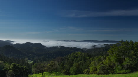 Zeitraffer-Des-Frühen-Morgennebels-Und-Niedriger-Wolken,-Die-Sich-Von-Den-Wipfeln-Der-Riesigen-Redwood-Bäume-In-Einem-Riesigen-Wald-Auflösen