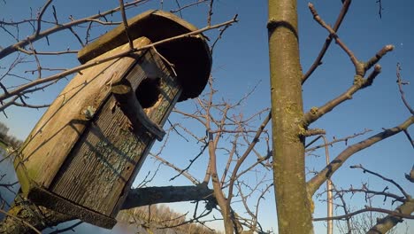 Nesting-boxes-on-a-tree-without-leaves