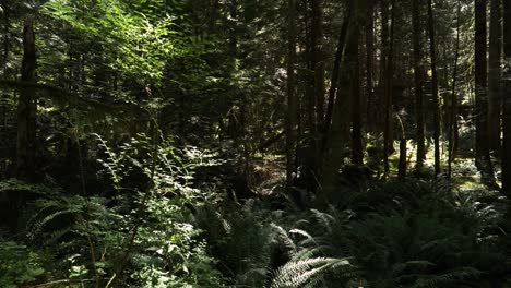 Langsamer-Kameraschwenk-Tief-In-Einem-üppigen-Dichten-Wald