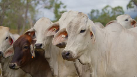 Close-up-shot-of-cows-in-an-Australian-outback-farm,-handheld-slow-motion-shot