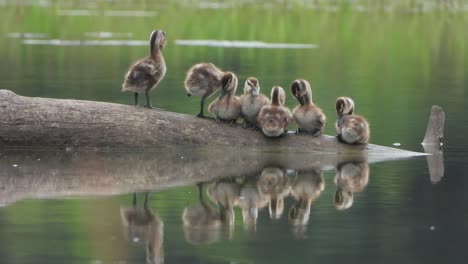 Whistling-duck---new-chicks-in-pond-area-