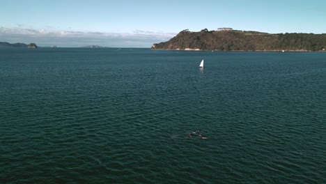 Drone-footage-of-dolphins-jumping-in-front-of-sailing-yacht